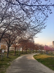 sakura2