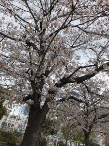 桜